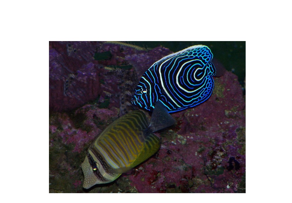 Emporer angelfish (baby) and Red Sea Sailfin