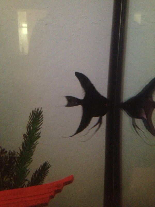 Eridan, double black angelfish