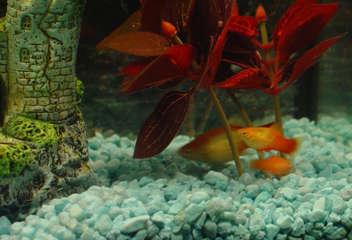 Ethel was my first platy ever.  Sushi is her first-born, a son, and Frieda is her youngest.  They're a happy family!