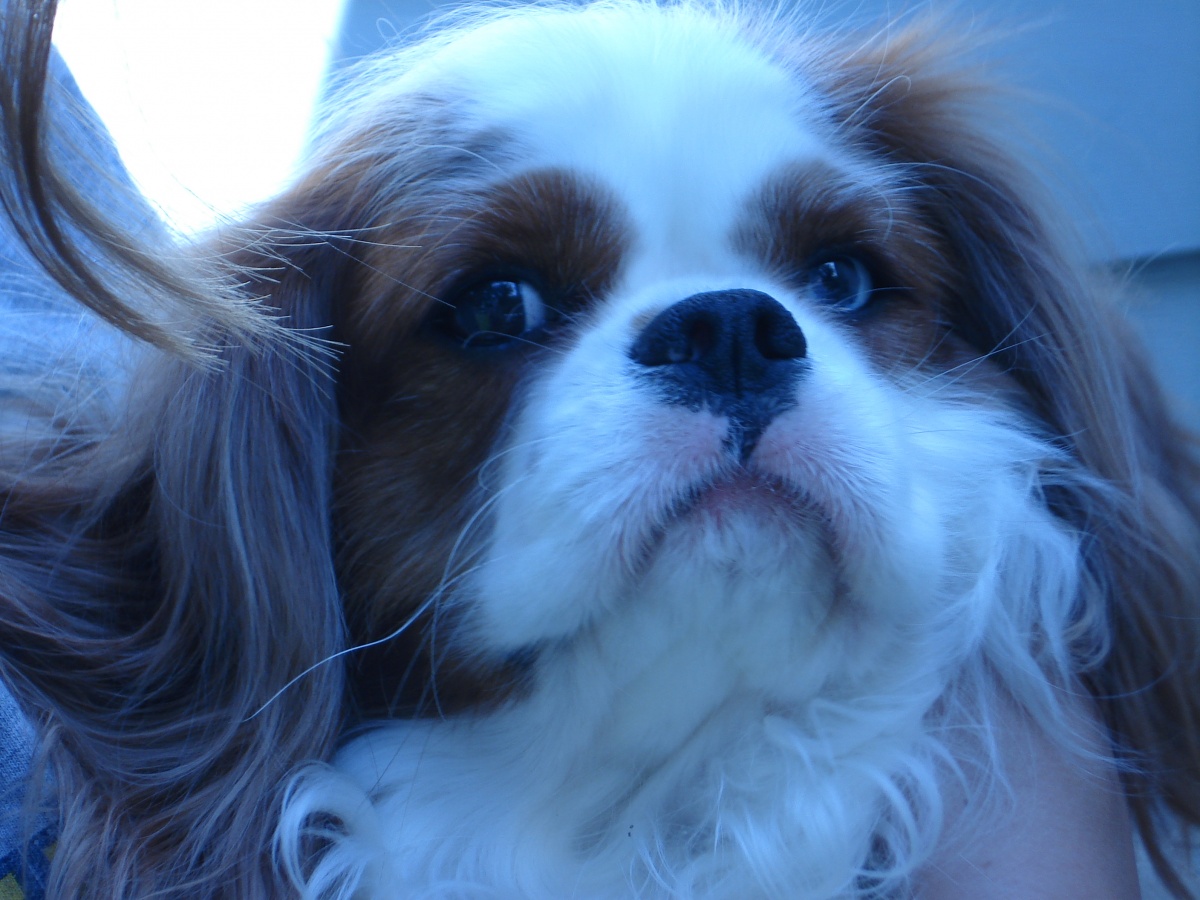 Eve. My Cavalier baby girl. Little Miss 'Tude. She is a 'Misfit' cause the breeder threw her out cause of her lovely mismatched eyes.