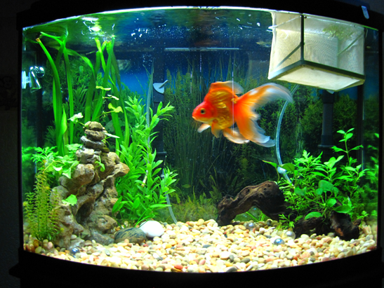 Excuse the breeder net, I'm trying to get a few floating plants to grow out a bit, and the goldfish keeps eating them.
