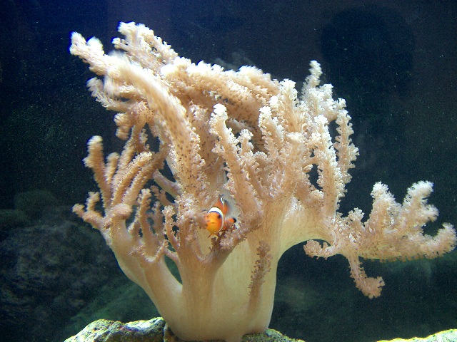 False Percula Clown who's taken up residence in a Colt Coral