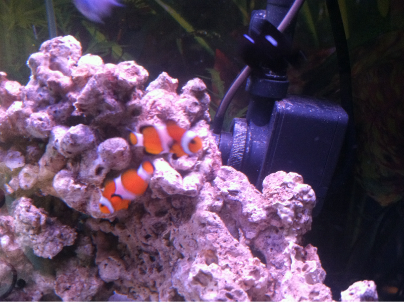False percula clownfish