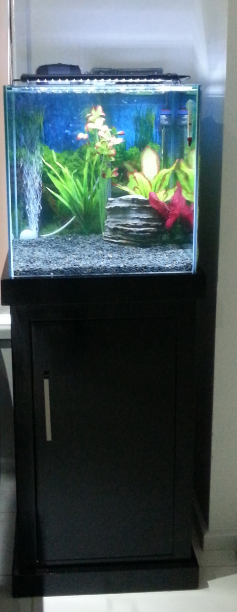 Far view of tank and cabinet.
Cabinet was custom made, as well as glass tank.
No Fish yet. Fishless cycle.