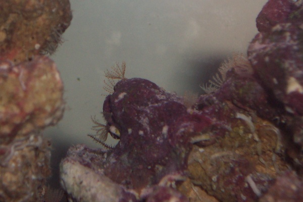 Feathery plant off top of rock?  Growing rapidly everywhere.

The arm of what I believe to be a brittle star.  found him when I moved rocks around, he