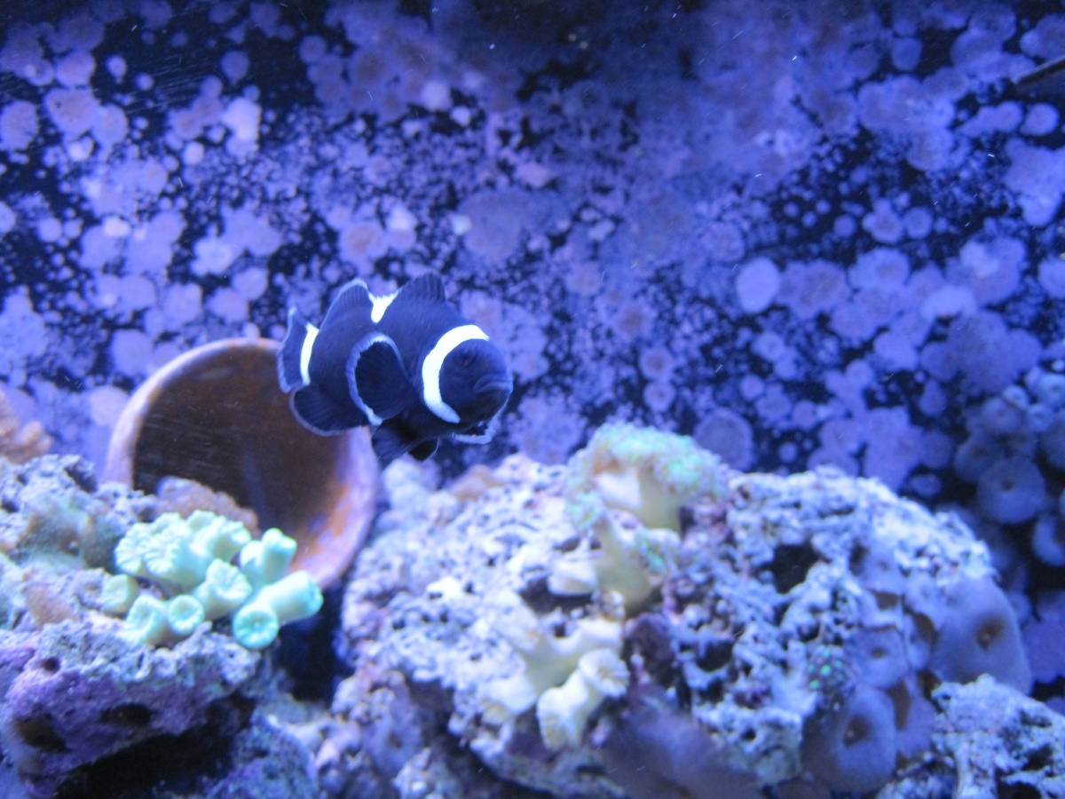 Female - Clownfish