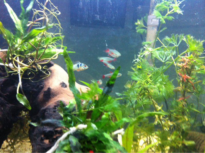 Female GBR and Bloodfin Tetras.