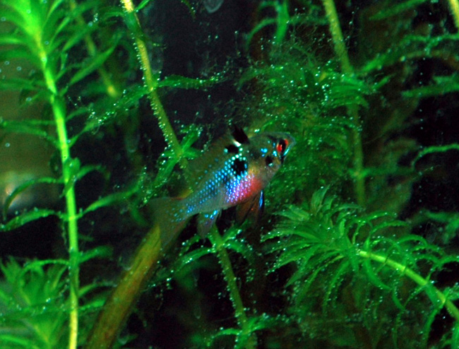 Female GBR with pearling plants...