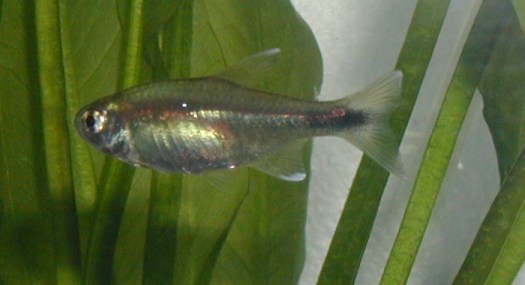 Female Hasemania melanura (aka Silver Tip tetra aka Copper Tetra) are more dull than the male.