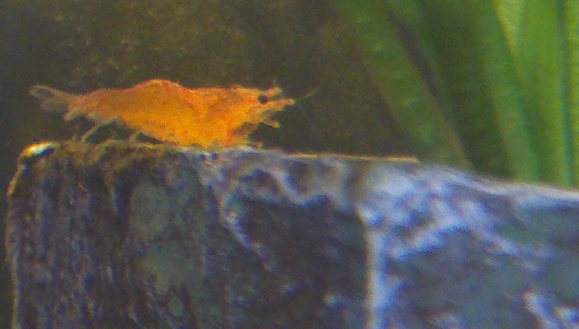 Female Orange Shrimp