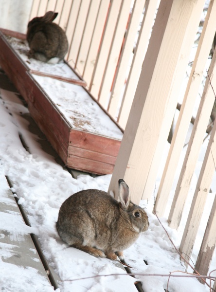 Feral bunnies are a common sight in Valdez, there are hundreds of them all over the city limits. These were visiting the front porch of my downtown of