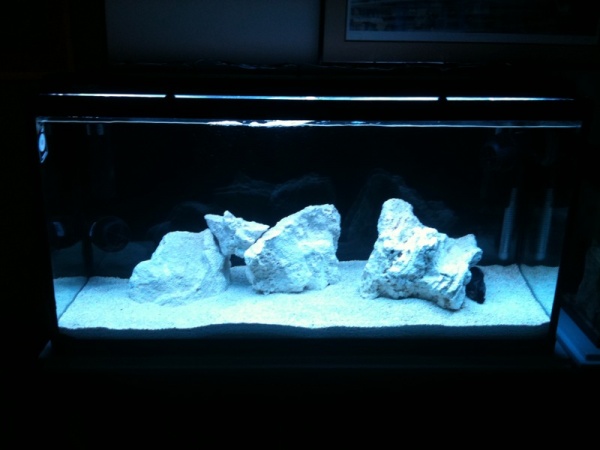 Final setup with the proper lights (can you see the dead shrimp in the corner of the biggest rock). 
The cycle was almost finished, more than 6 weeks.