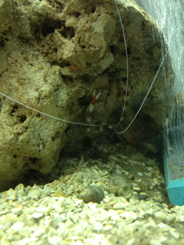 Fire shrimp hanging out