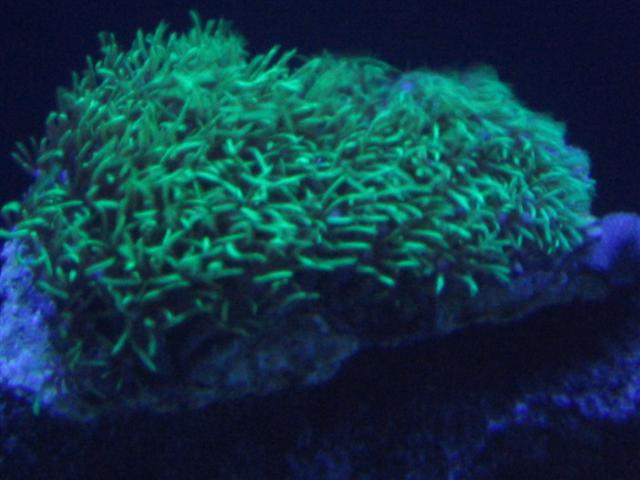first coral green star polyp