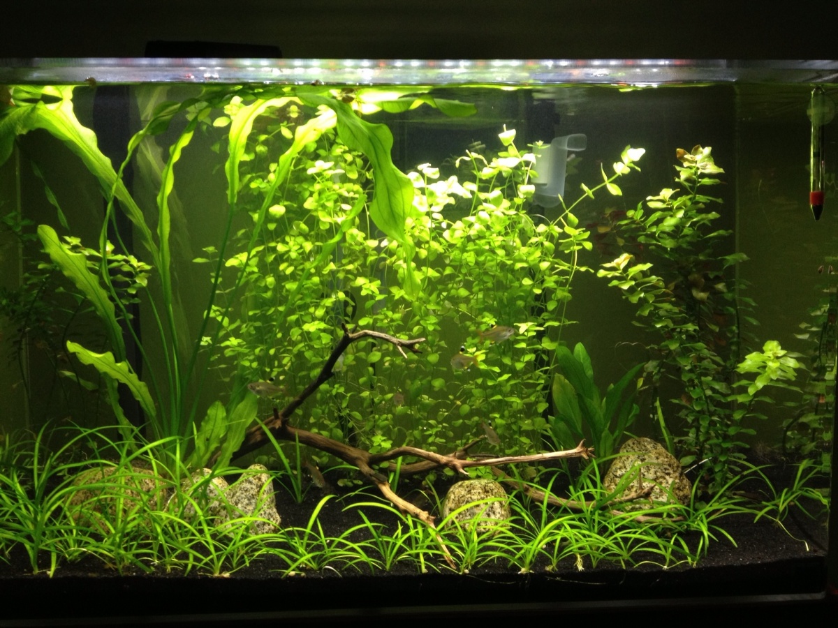 First picture with both HOB and canister filter running.  Ludwigia on right trimmed.