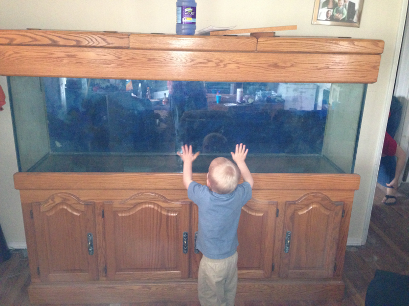 First time my son seeing the aquarium.