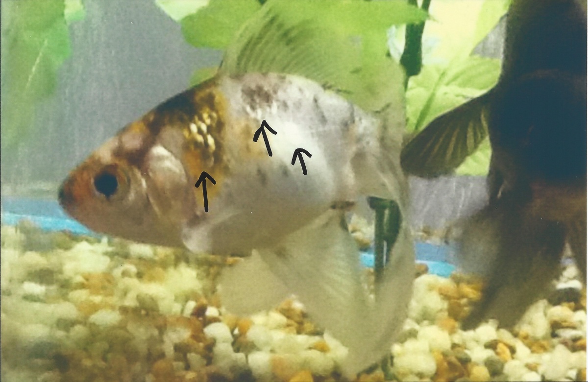 fish 3
