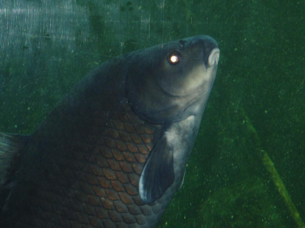 fish i saw at an aquarium