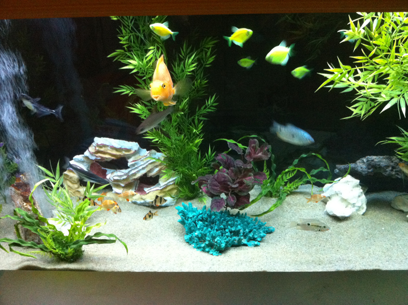 fish love the new plants