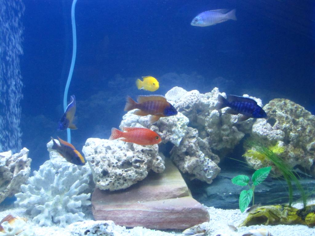 fish tank 013