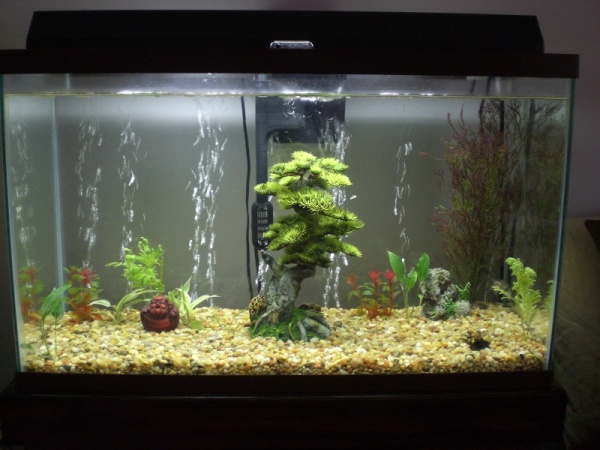 fish tank 019 (800x600)