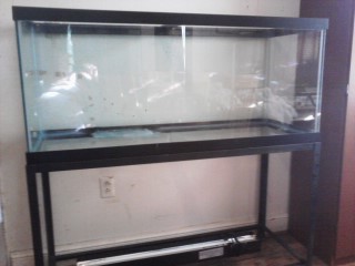 fish tank 019