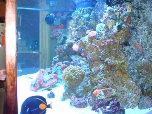fish tank 032