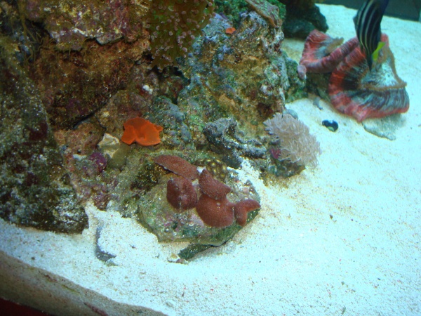fish tank 035