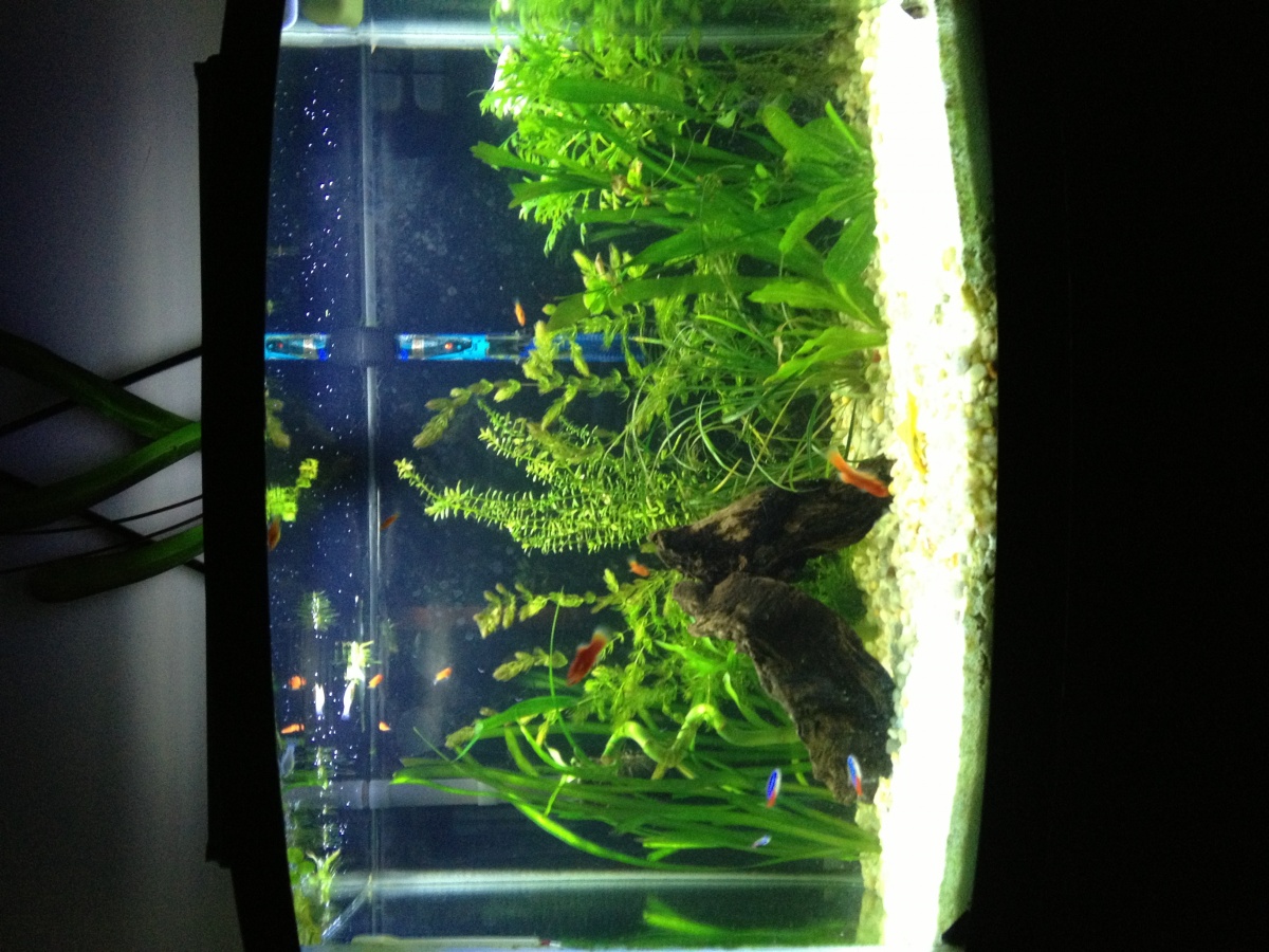 fish tank 4