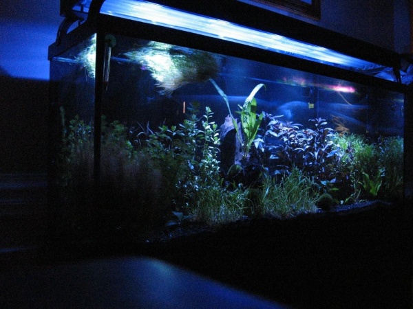 Fish Tank 5 1 09 New Light 009