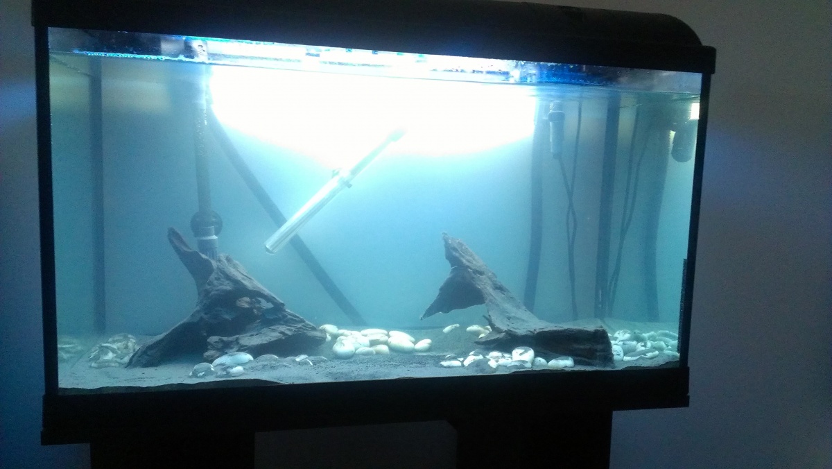 fish tank day 3