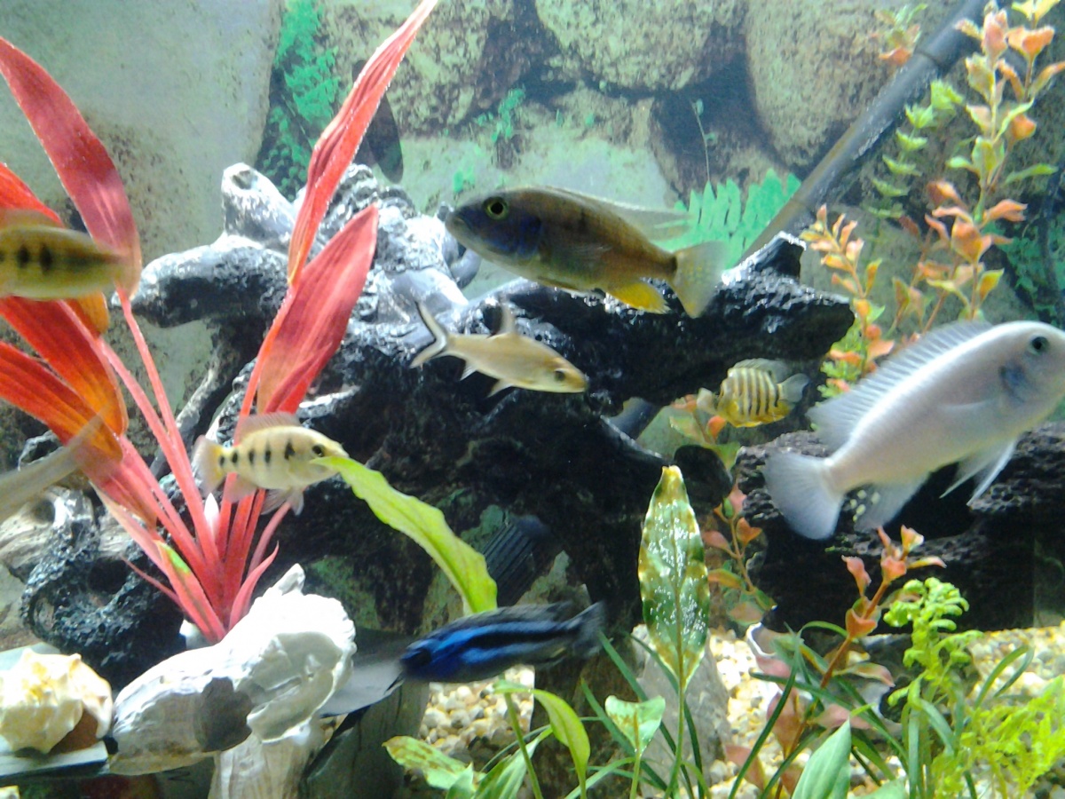 Five star general, electric blue,cobalt blue, maingano,bala shark and the severum in the back :-)