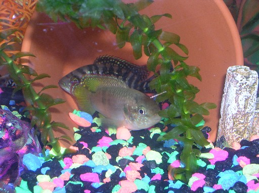 flier and my other cool cichlid.