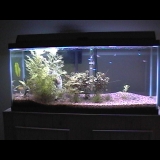 Flora: Wisteria, Ludwigia, crypts, & hairgrass

Fauna: 8 neons, 1 angel, 1 green cory, 1 chinese loach, 1 ghost catfish