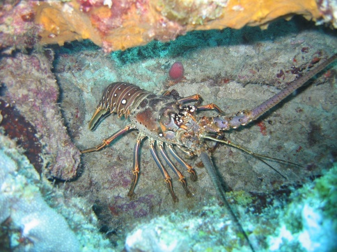Florida Lobster