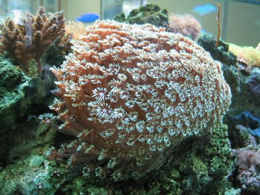 flowerpot coral
