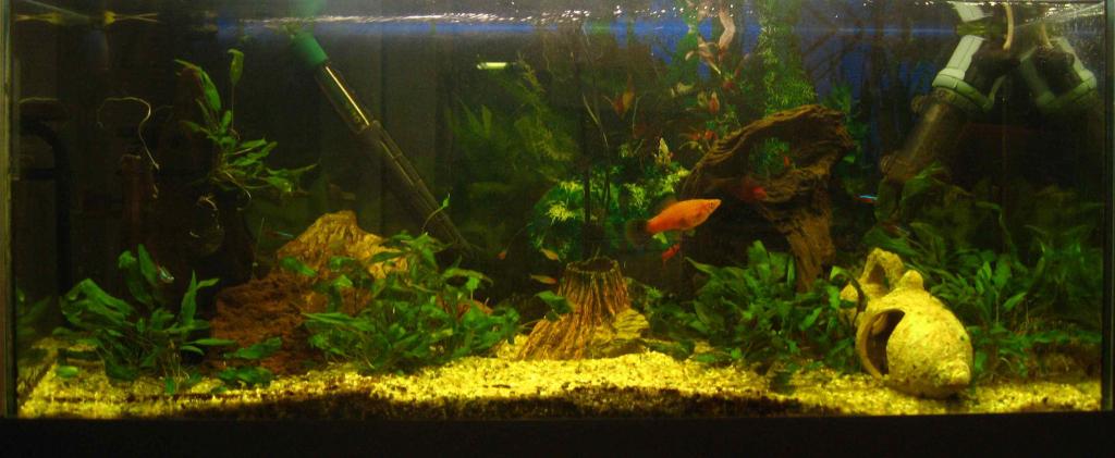 Fluval U4 moved from right to left, driftwood (mangrove) moved and 5 new ruby-nosed tetras introduced.
