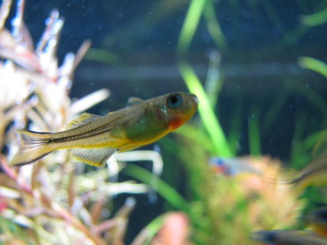 ForkTail Blue-Eye Rainbowfish