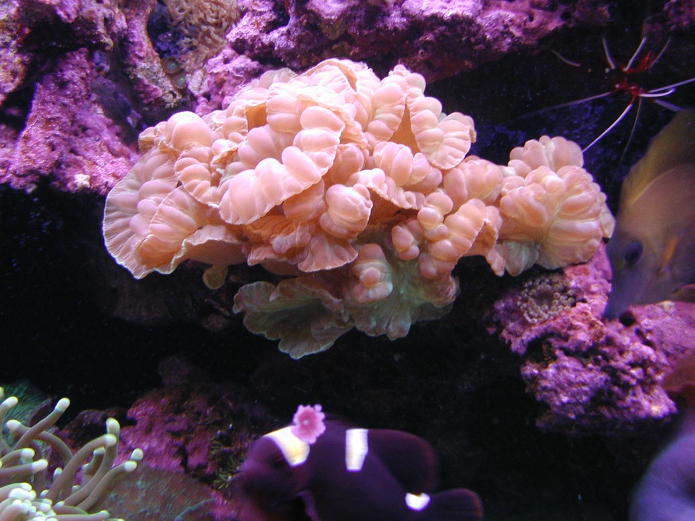 fox coral med