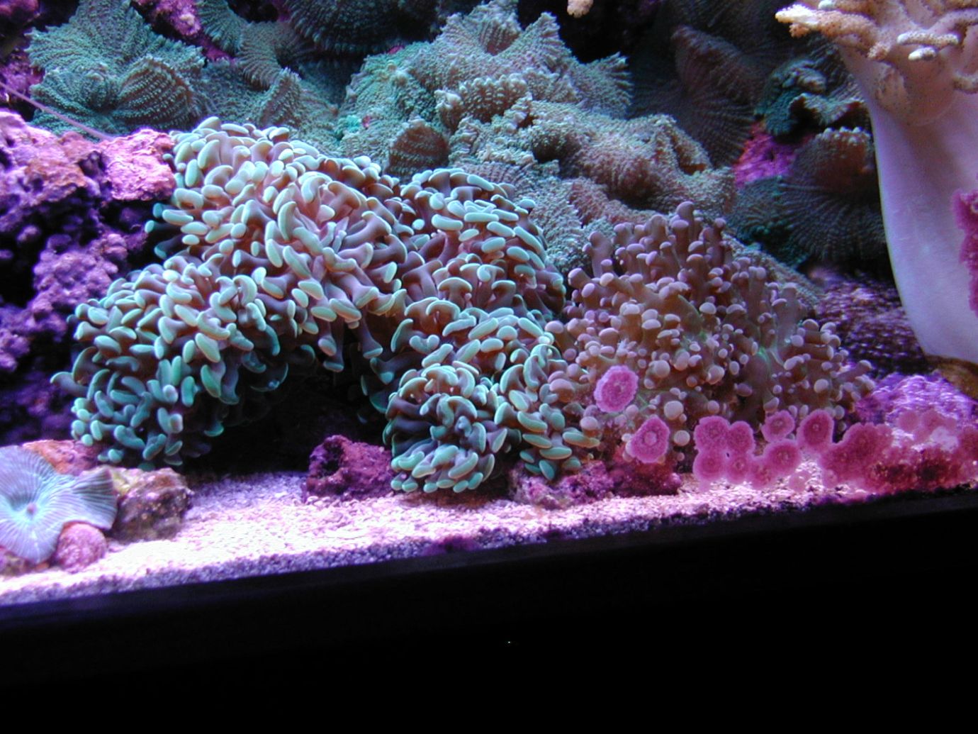 Frags from my branching hammer and green tip frog spawn frag.