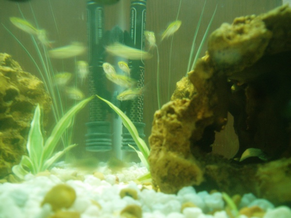 frantic tetras (now 7 in number)
