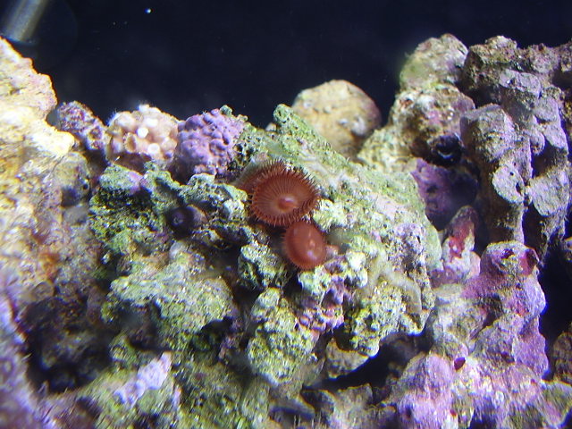 free polyp from lfs1 med