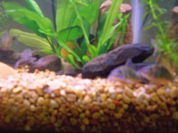 frog- fishies :)