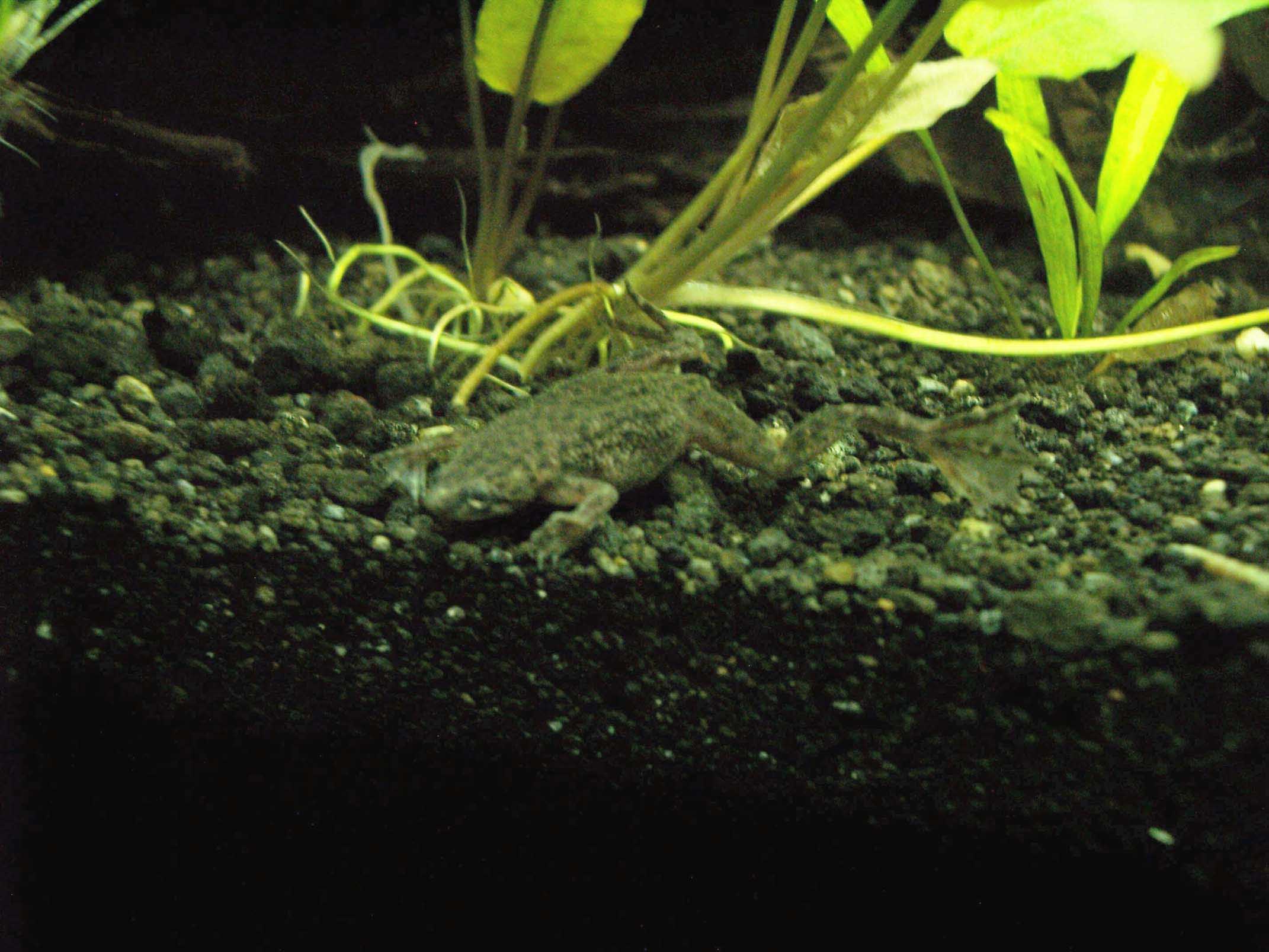 froggy1 med