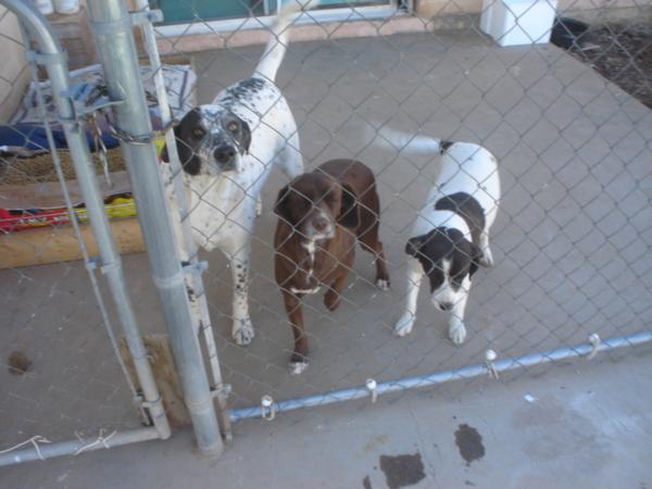 From left to right Roly (Dalmatian / Australian Shepherd) and Baci and Zoe (mix of Roly and a cocker spaniel)