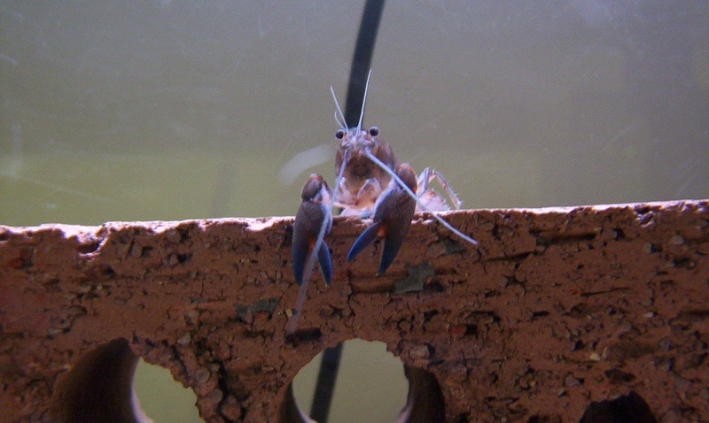 From: 	obedey

Hey, I just wanted to submit a photo of my yabby for the freshwater contest.
I used a Kodak Easyshare CX6230 camera on macro mode.