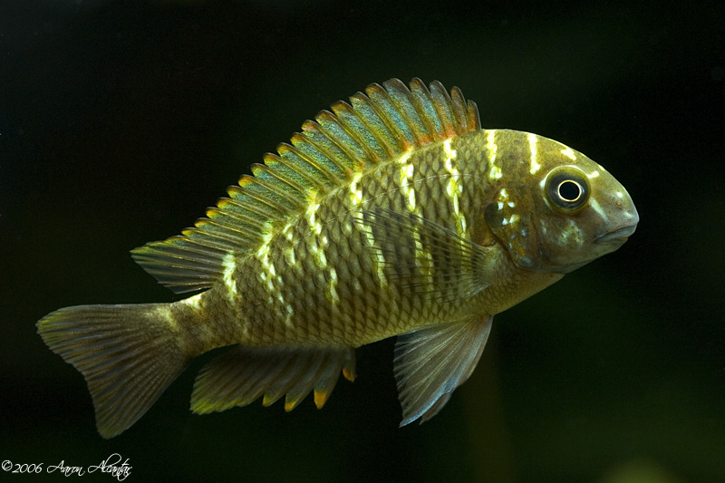 From:  	Verse914
Scientific name: Tropheus moorii Murago
Common name: Murago yellow
Background info: Tropheus should be kept in groups of at least 8-1