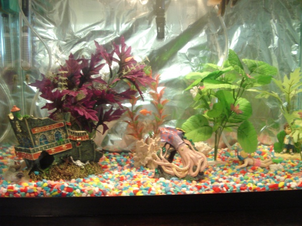front...ship, squid and the lil diver. falcor (my goby) loves playing with this little guy