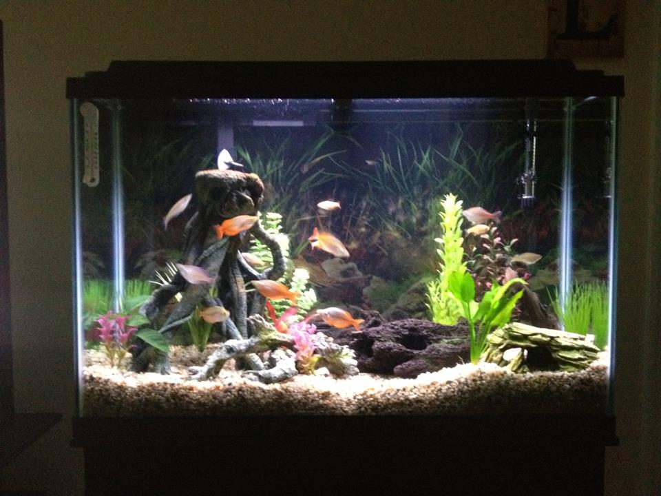 Front shot of the tank