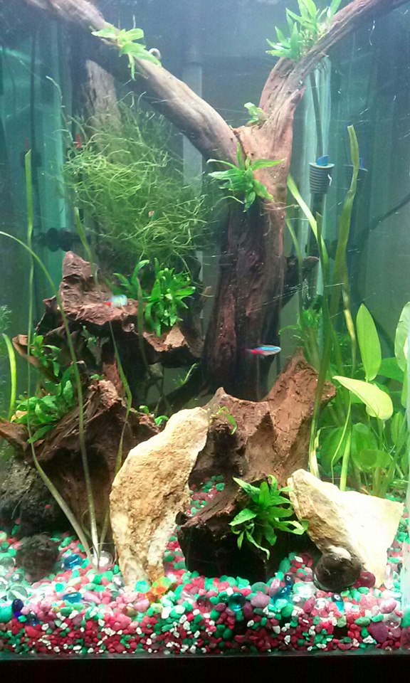 front
this is my 60 gal hex.
im getting ready for discus'